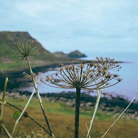 Giant's Causeway uitzicht van Hester Liem