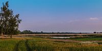 Lente Weide