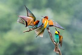 Mangeur d'abeilles (Merops apiaster)