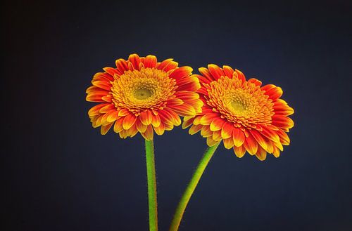 Twee gerbera's