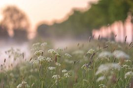mystischer Straßenrand von Tania Perneel