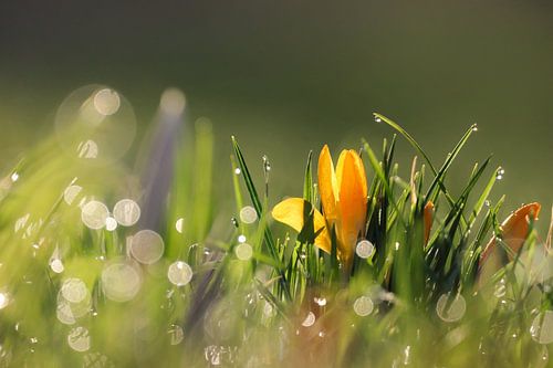 Crocus dans la rosée du matin