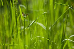 Brauner Bläuling (Schmetterling) zwischen hohen Gräsern