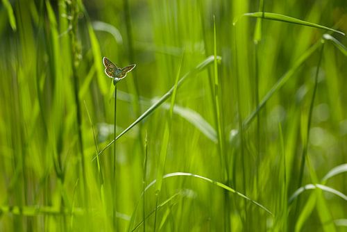 Bruin blauwtje (vlinder) tussen het hoge gras