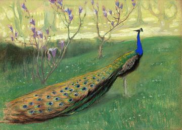 Kazimierz Stabrowski~Peacock.