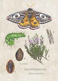 Alptraumauge - Lebenszyklus