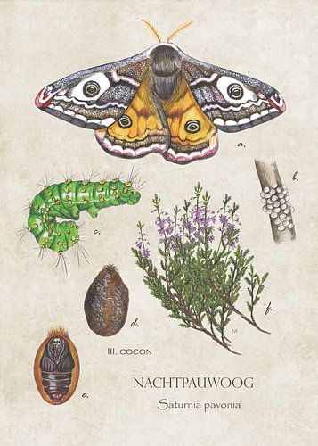 Nightmare eye - life cycle