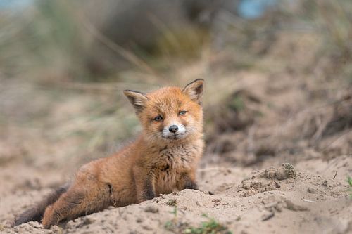 Jong vosje rust uit in het zand. Natuurlijke omgeving.