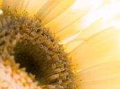 Gerbera / Blume / Blütenblätter / Natur / Licht / Orange / Gelb / Weiß / Braun / Nahaufnahme von Art By Dominic Miniaturansicht
