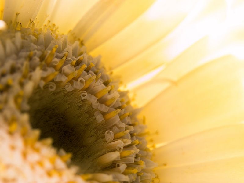 Gerbera / Blume / Blütenblätter / Natur / Licht / Orange / Gelb / Weiß / Braun / Nahaufnahme von Art By Dominic