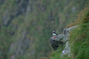 It's lonely at the top... by Larissa Rand