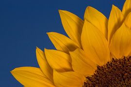 Zonnebloem von Bertram Bergink