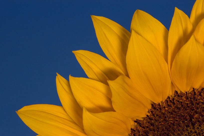 Zonnebloem by Bertram Bergink