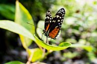 vlinder op blad van Tom Poelstra thumbnail