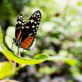 vlinder op blad by Tom Poelstra