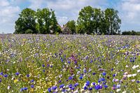 Flower meadow