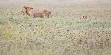 Male and female lion in the tall Serengeti grasses by Stories by Dymph