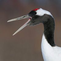 Red Crowned Crane Portrait
