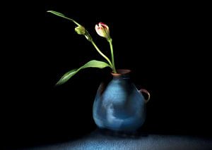 Nachtblume