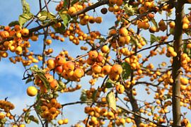 Ornamental Apple by Heiko Kueverling