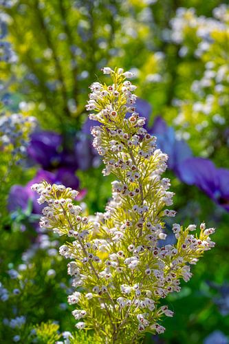 Macro d'une bruyère arborescente à fleurs blanches