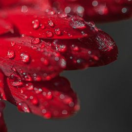 Gerbera rood 1  van John Ouwens