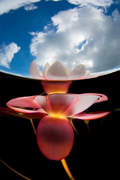 Wasserlilie von Filip Staes