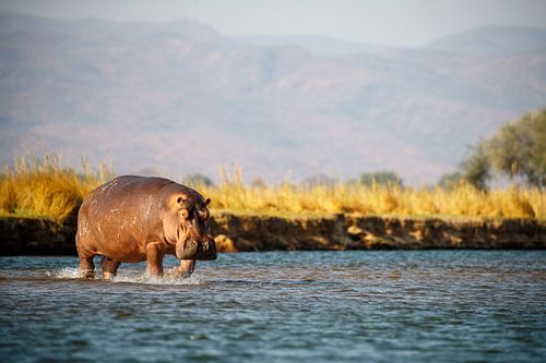 Nijlpaard, Mana Pools National Park, Zimbabwe