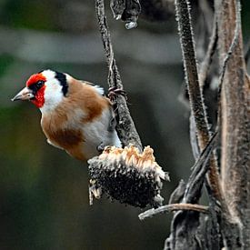 Colourful goldfinch in my garden. by Vrije Vlinder Fotografie