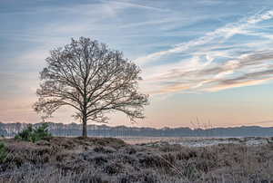 Planken Wambuis Teil 139