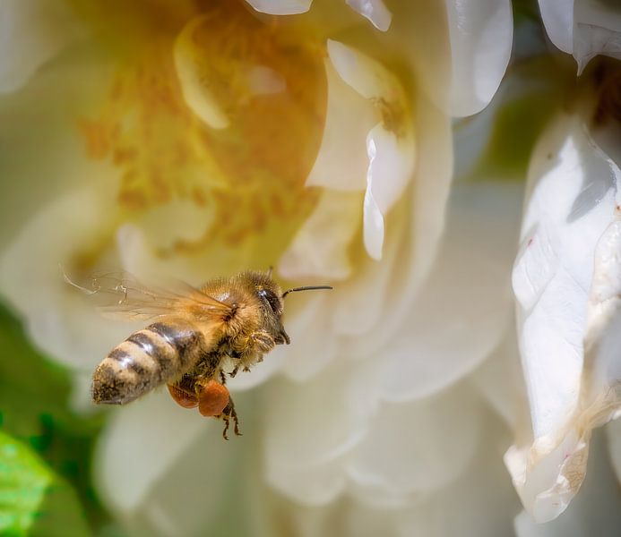 Macro d'une abeille volante devant une fleur de rosier grimpant par ManfredFotos