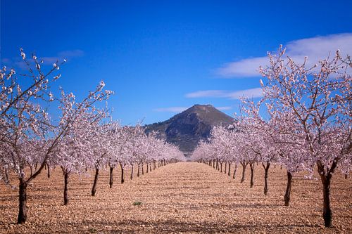 View of the Mountain