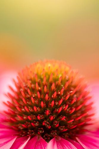 Flowers abstract - Pink Enchinacea Cone Flower - Macro