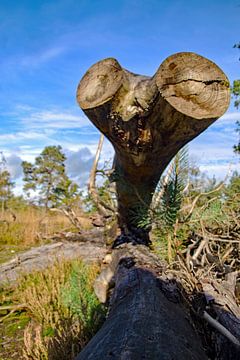 the hippopotamus mouth