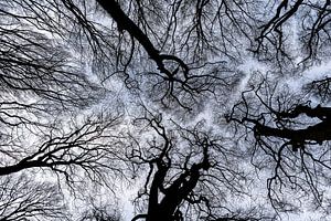 La timidité des couronnes chez les arbres d'hiver
