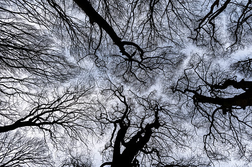 Kroonschuwheid bij winterbomen