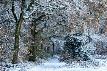 Winterbos van René Jonkhout