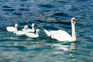 Swan family by ManfredFotos