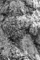 Robuste