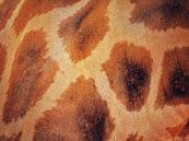 The pattern of the giraffe by Maickel Dedeken thumbnail