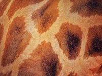 The pattern of the giraffe