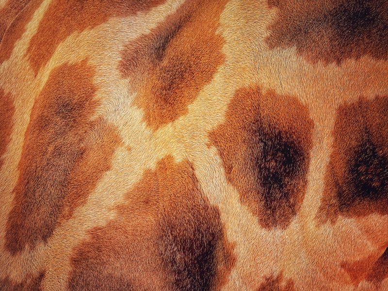 The pattern of the giraffe by Maickel Dedeken