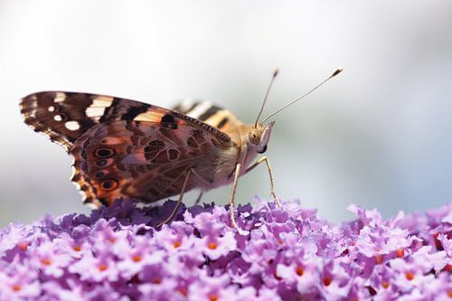 Schmetterling auf Schmetterlingsstrauch