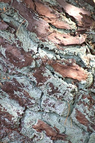 beautiful nature 2 / green tree bark standing