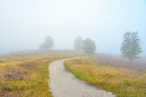 Weg durch eine Heidelandschaft mit Morgennebel