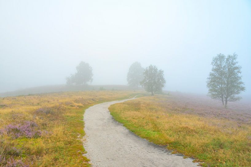 Chemin dans un paysage de bruyère avec brouillard matinal par Sjoerd van der Wal Photographie