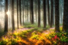 Lueur matinale dans la forêt sur Arjen Roos