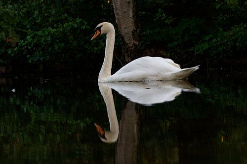 Zwaan donker