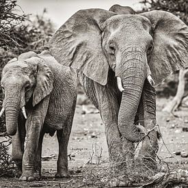 Olifanten familie in Zuid-Afrika in Zwart-Wit uitvoering van Richard Seijger