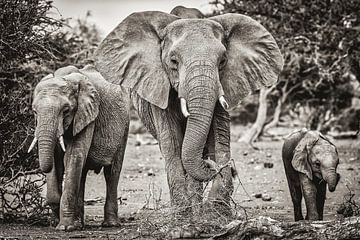 Elefantenfamilie in Südafrika in Schwarz und Weiß von Richard Seijger